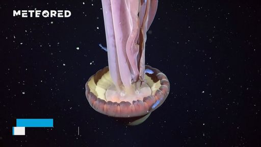 Una medusa delle dimensioni di un autobus è stata scoperta nelle profondità marine al largo delle coste argentine