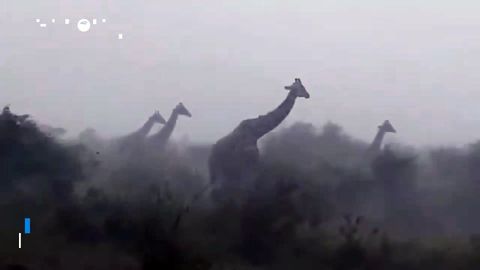 Un grupo de jirafas aguantan bajo una fuerte tormenta en la reserva Masai Mara, Kenia