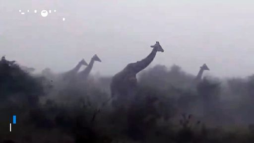 Un grupo de jirafas aguantan bajo una fuerte tormenta en la reserva Masai Mara, Kenia