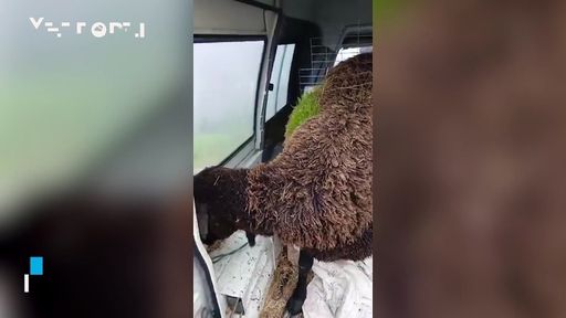 Pecore con l'erba che cresce tra la loro lana a Mijares, Spagna