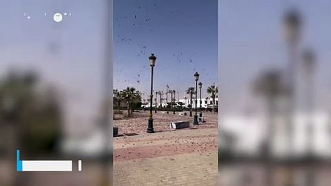 Una plaga de langostas azota Bojador, en el Sahara Occidental