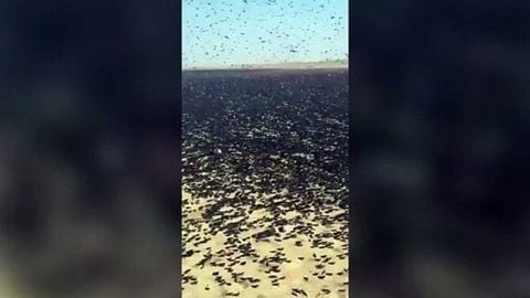 Uma enorme praga de gafanhotos está atingindo Timlalin, Marrocos