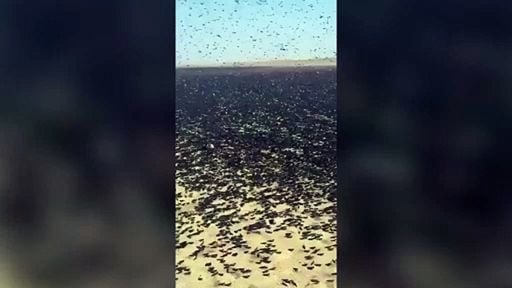 Una massiccia invasione di locuste sta colpendo Timlalin, in Marocco