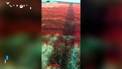 Miles de camarones aparecen en las playas de Dhofar, Omán