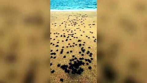 Cientos de crías de tortugas marinas se adentrar en el mar en las playas de Terengganu, Malasia
