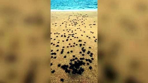 Cientos de crías de tortugas marinas se adentrar en el mar en las playas de Terengganu, Malasia