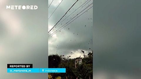 Invasión de arañas en Bali: ¿por qué miles de arácnidos se reúnen en un cable de alta tensión?