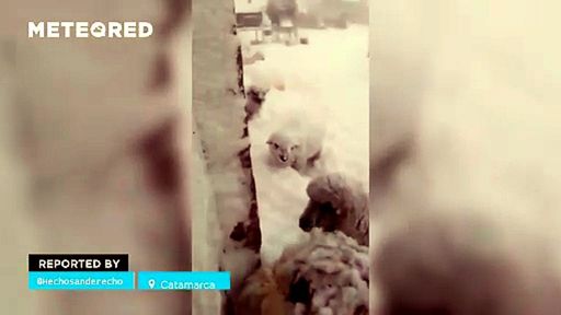 Tempestade de neve extrema: Veículos ficam presos enquanto Catamarca, na Argentina, é soterrada pela neve.