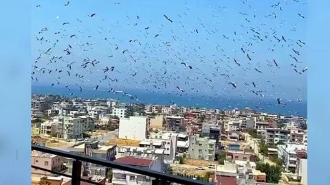 La gran migración: miles de cigüeñas vuelan sobre Hatay, Turquía