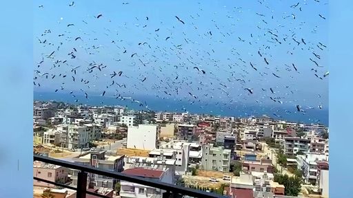 La gran migración: miles de cigüeñas vuelan sobre Hatay, Turquía
