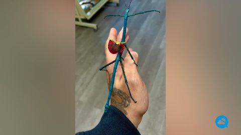 Achrioptera, un sorprendente género de insecto palo