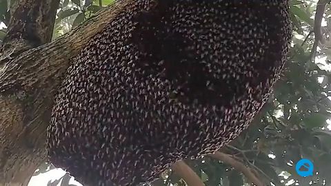 Incrível ninho aberto de abelhas gigantes