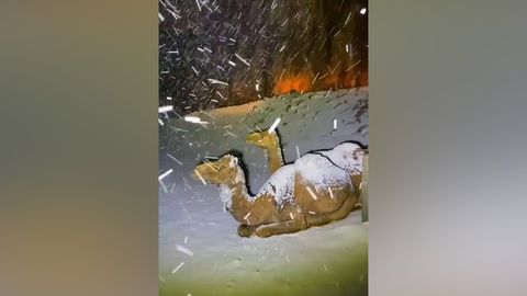 Fortes chutes de neige en Méditerranée orientale et sur la péninsule arabique