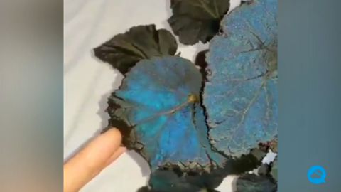 Begonia pavonina, una increíble planta de hojas azules iridiscentes