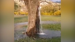 Printemps dans un arbre à Dinoša, Monténégro